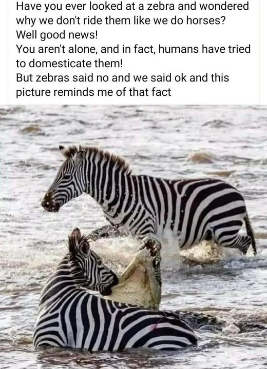 1000000836.webp