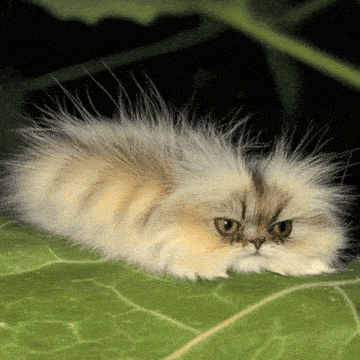 1000027845.gif
