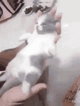 1000112354.gif
