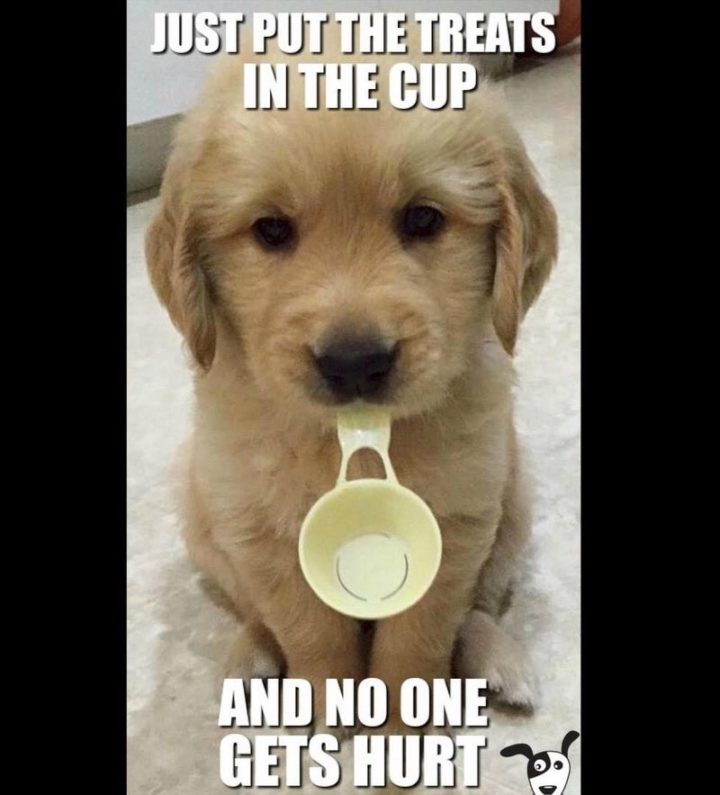 101-Best-Funny-Dog-Memes-29-720x795.jpg