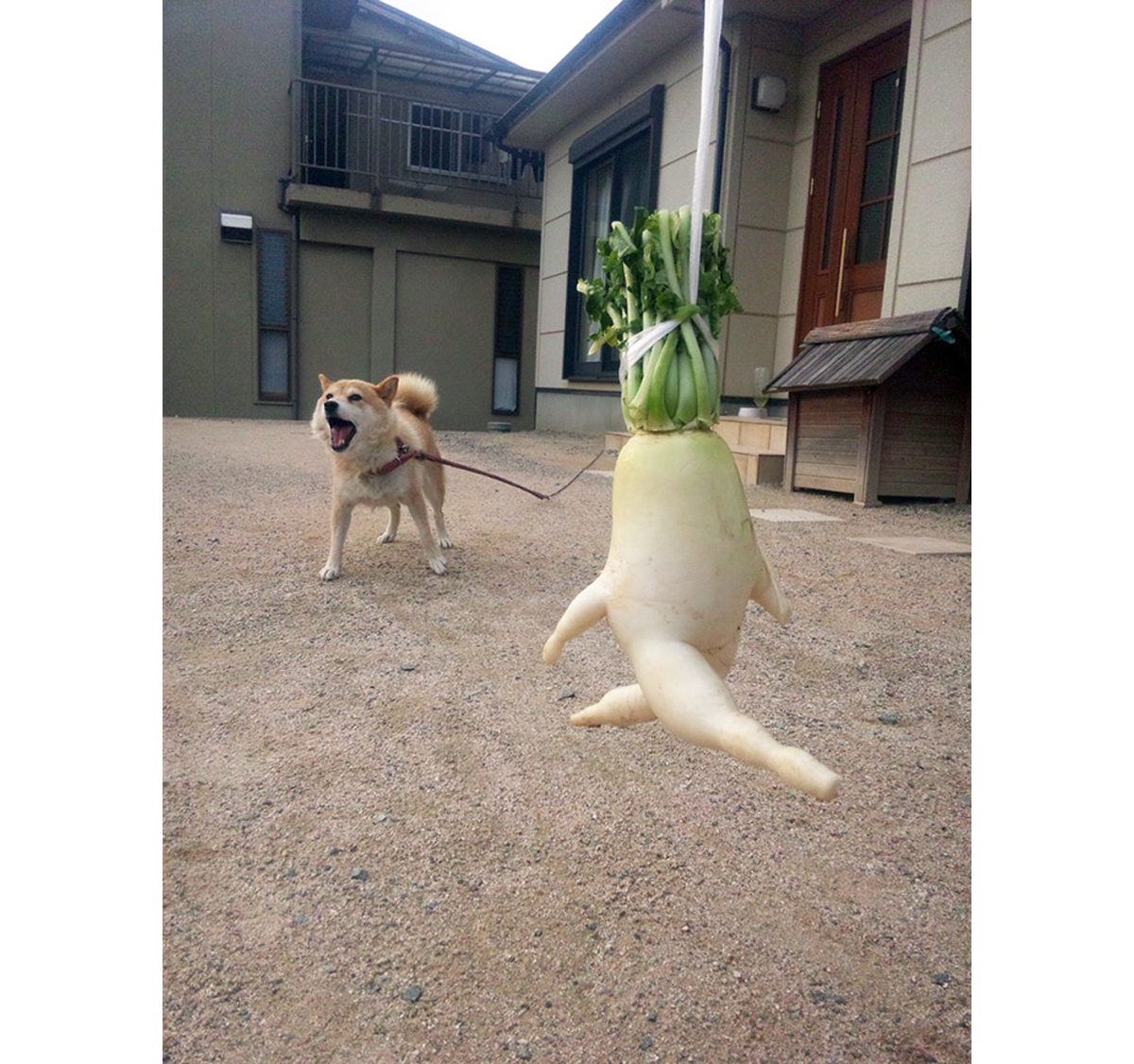 1111.jpg