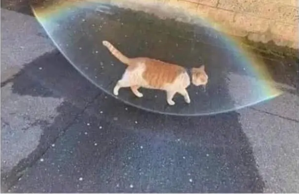 I think this cat have a side quest for me :P