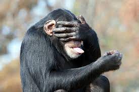 22 Monkey Covering Eyes Stock Photos, Pictures & Royalty-Free Images -  iStock