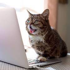 Cat read email! | Cats, Cats and kittens, Cat reading
