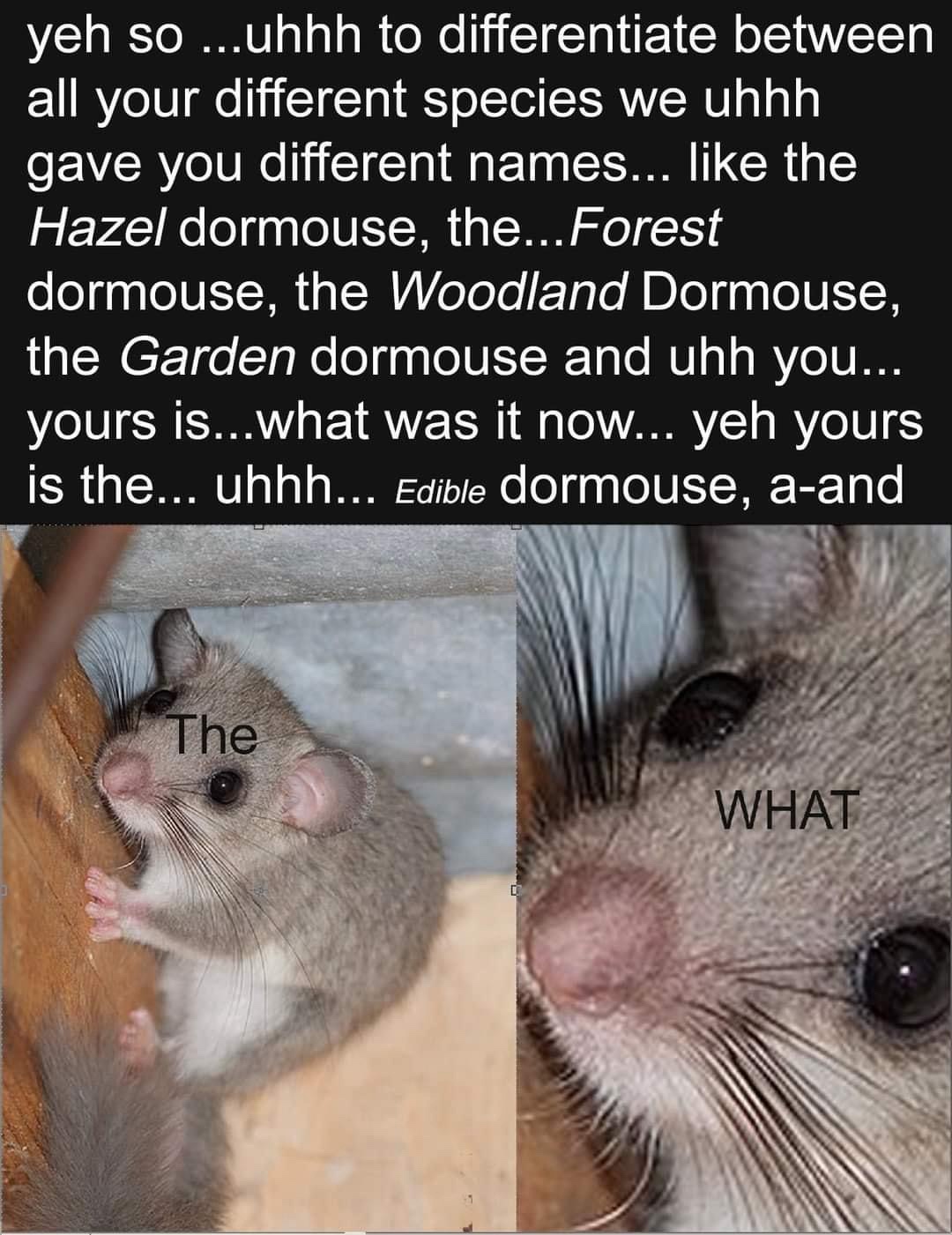 1727545836311.jpeg