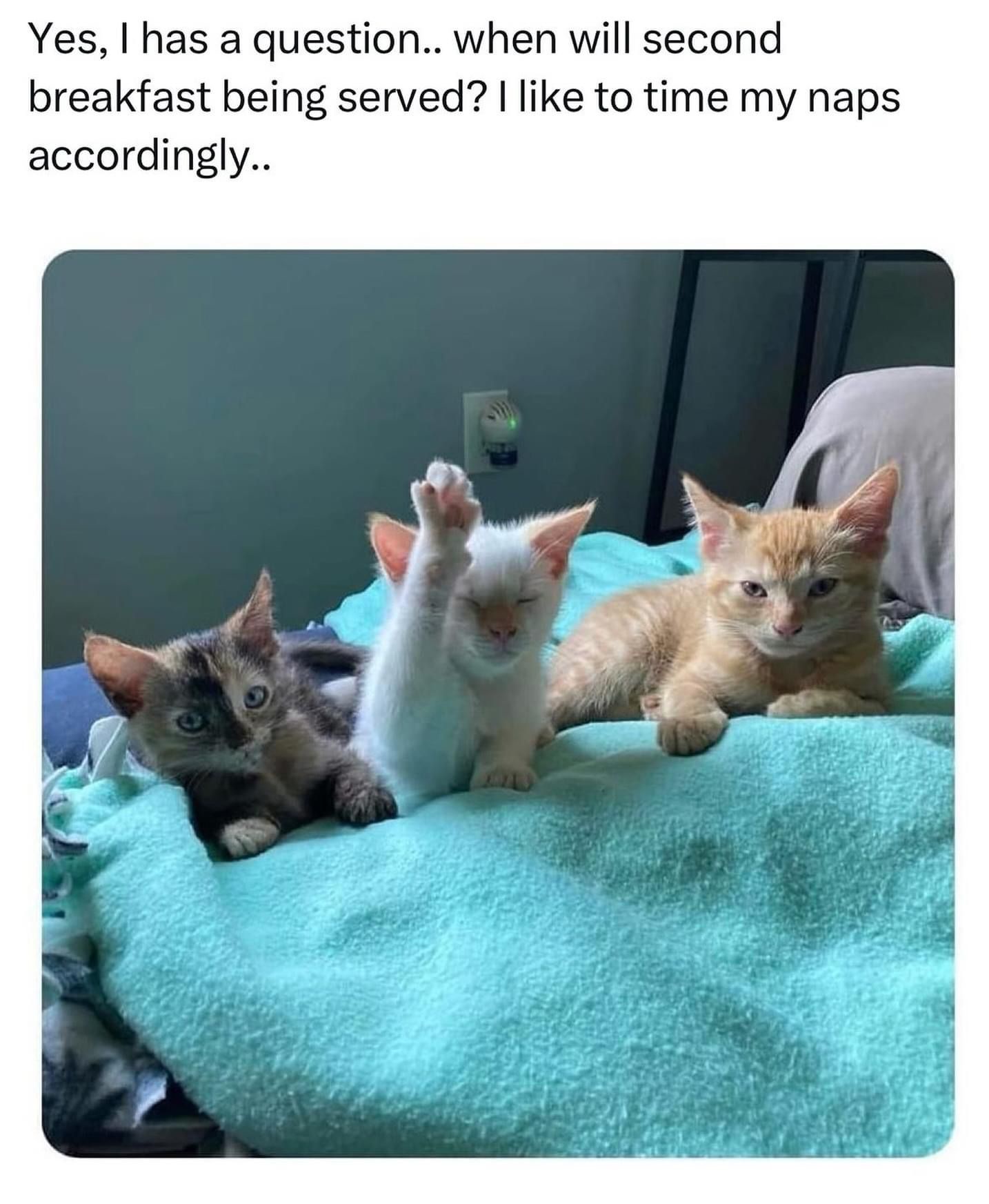 1731184191266.jpeg