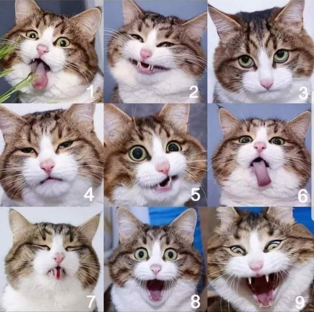 1731909512476.png