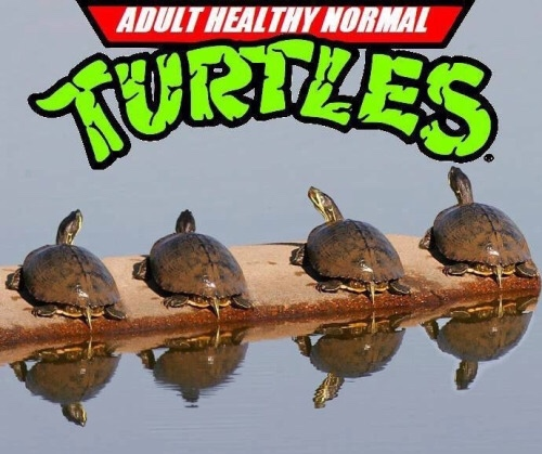 1739809122642.png
