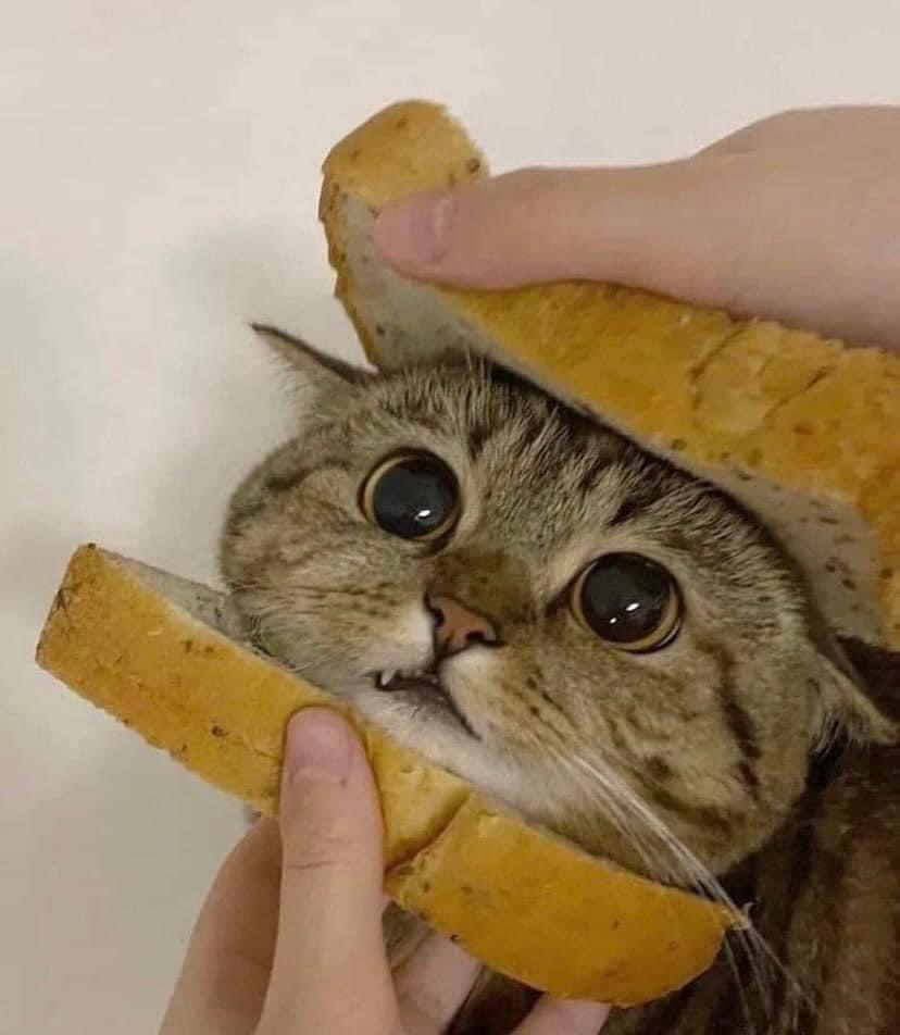 1740498029597.jpeg