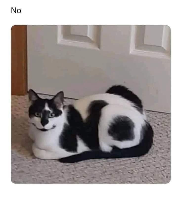 1740609950601.jpeg