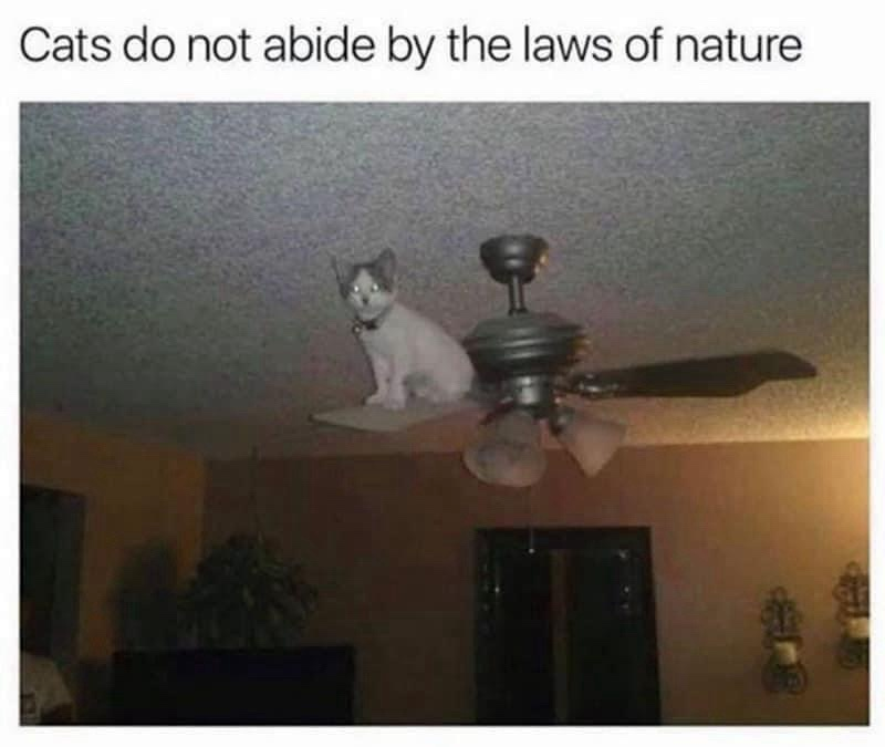 1747260460674.png