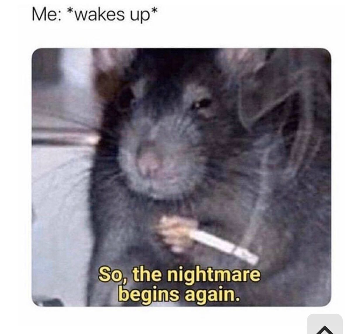 1748439800678.jpeg