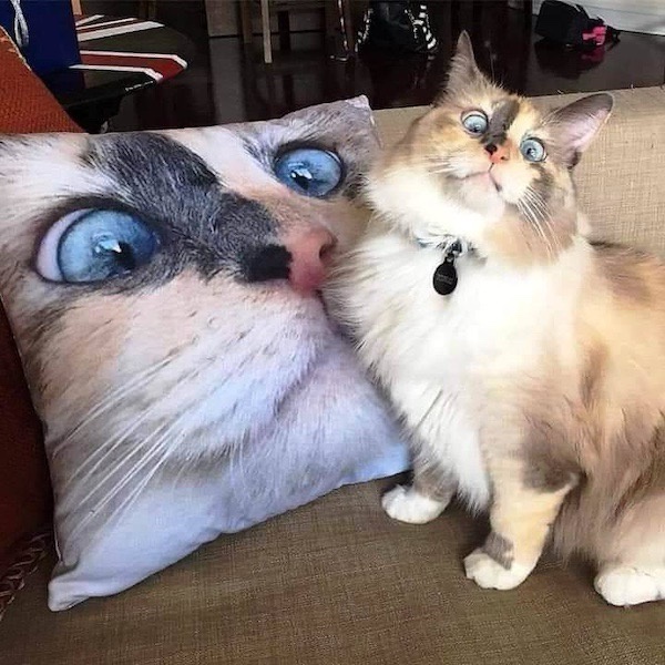 1757387387892.jpeg