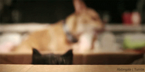 1758039121643.gif