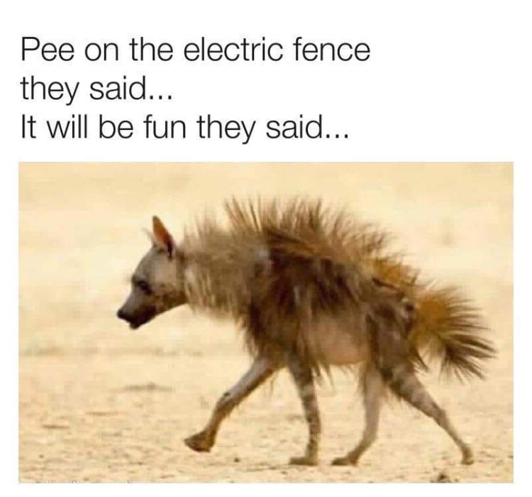 1767281854232.jpeg