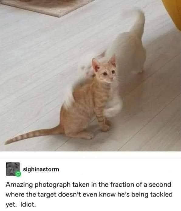 1769787803872.jpeg
