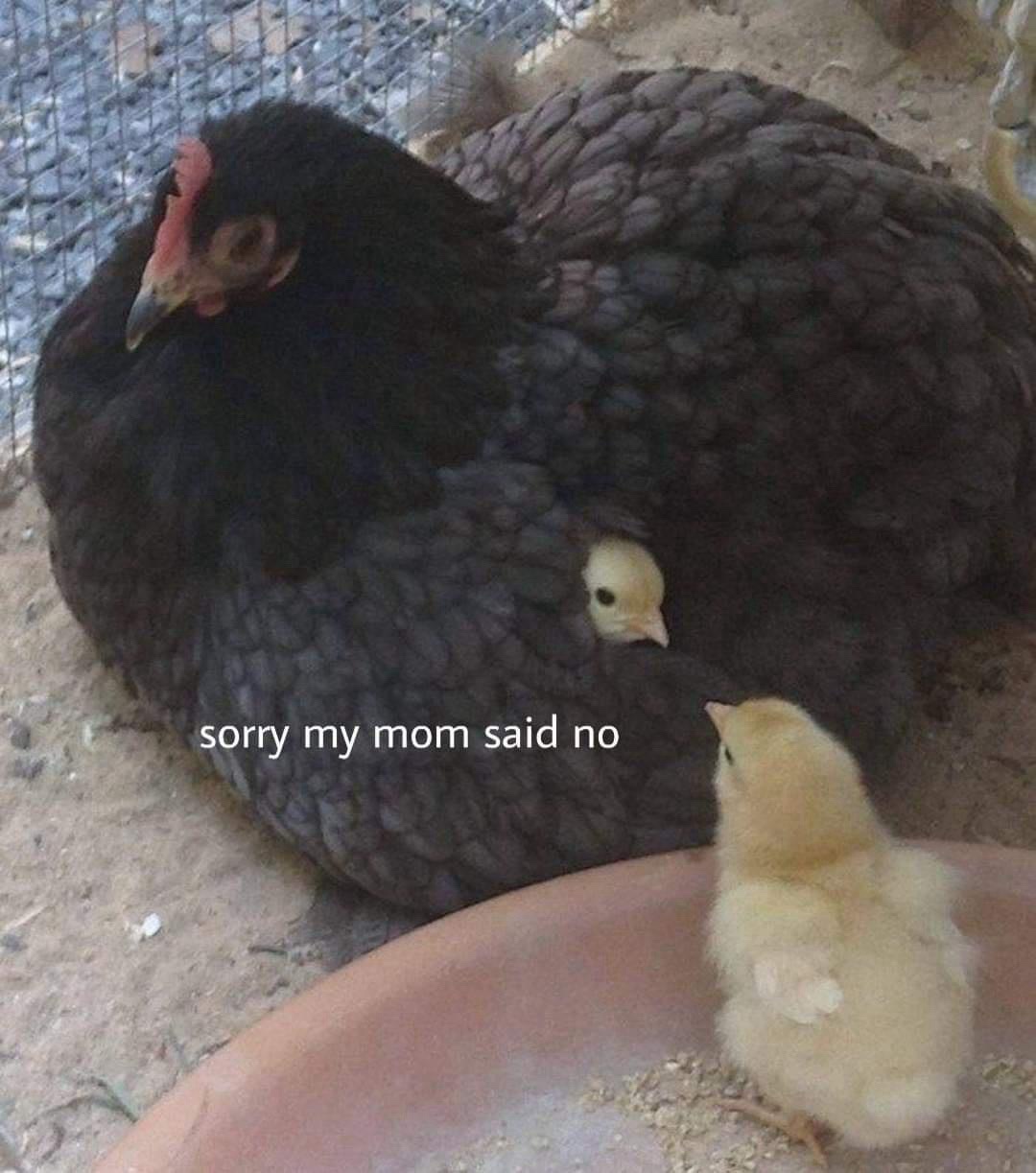 1770046552271.jpeg