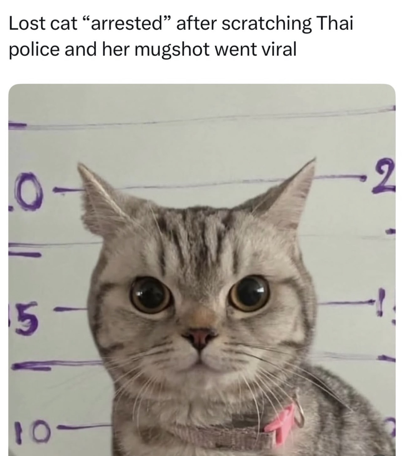1770269789210.jpeg