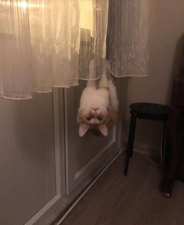 1770712788470.jpeg