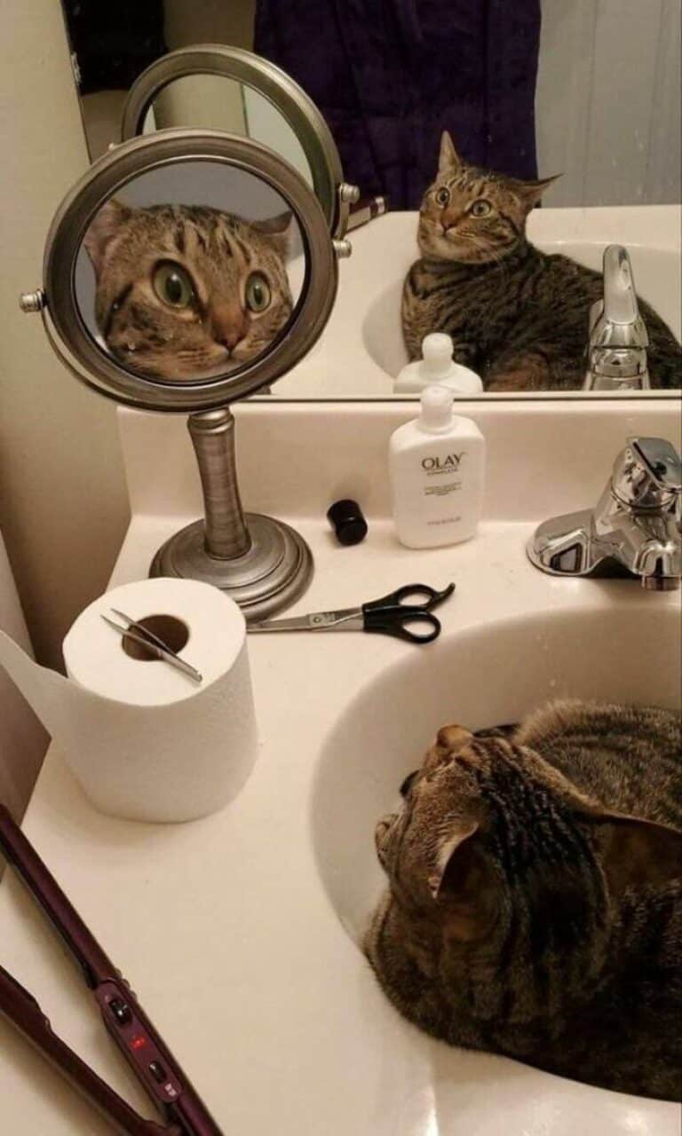 1771246736280.jpeg