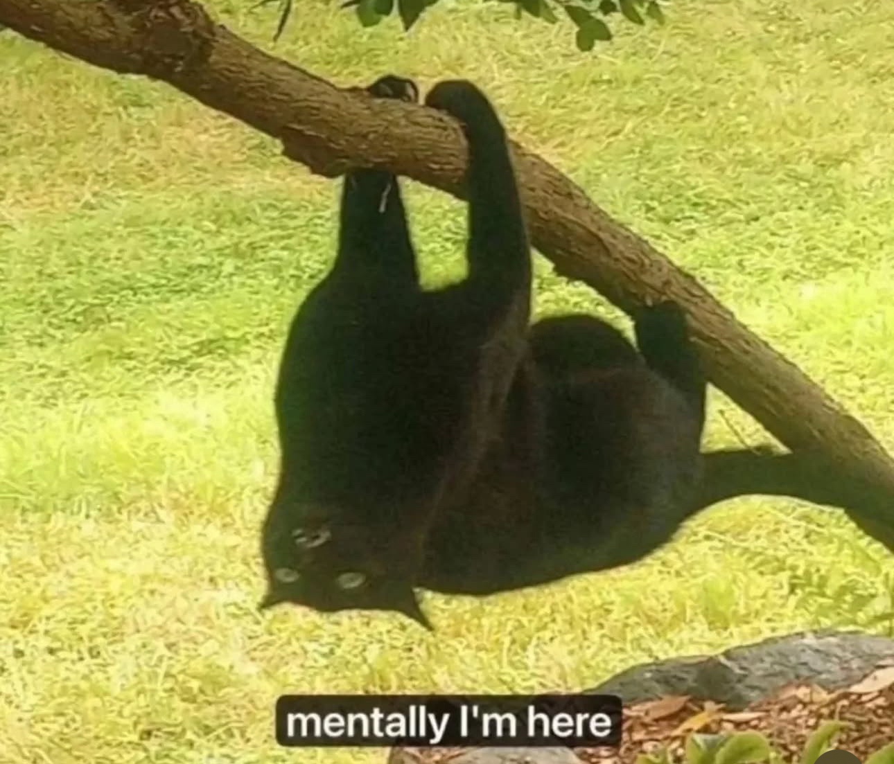 1774283252927.jpeg