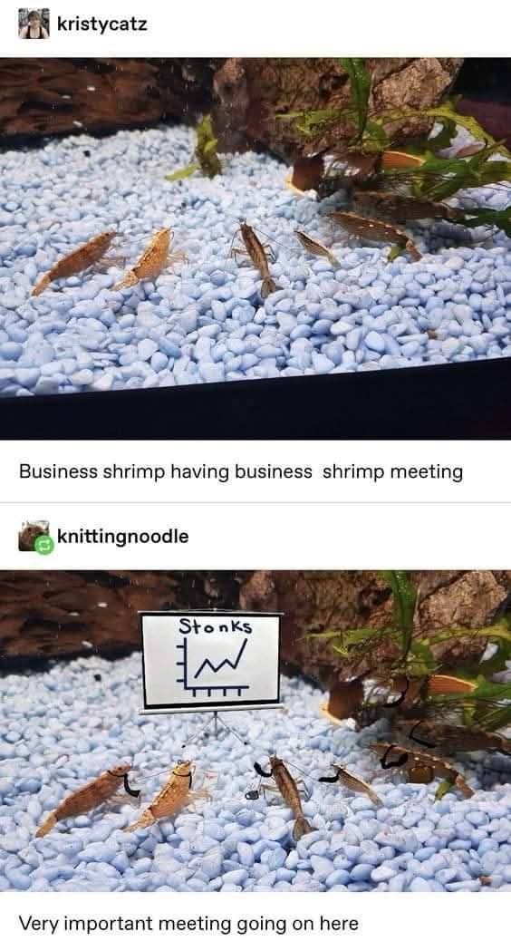 1775058835428.jpeg