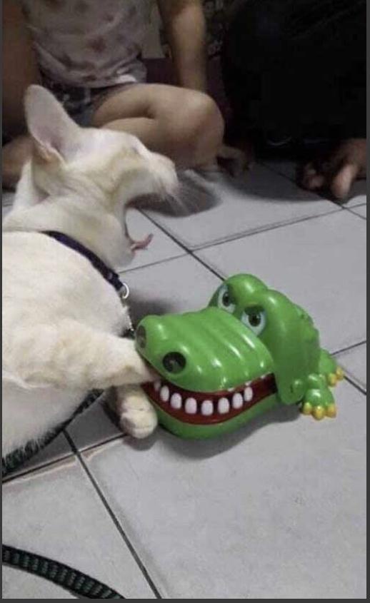 1778161387575.jpeg