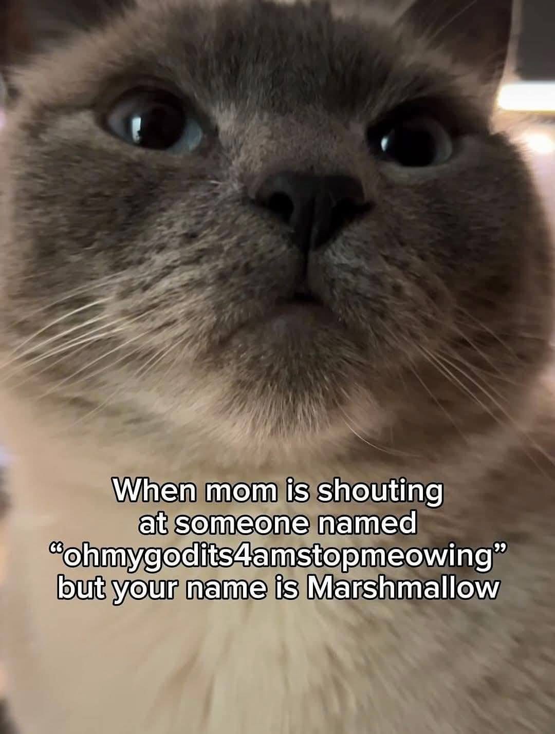1779217860310.jpeg