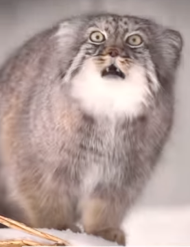 1779619896609.png