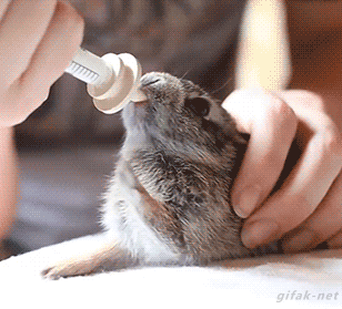 87302514.gif