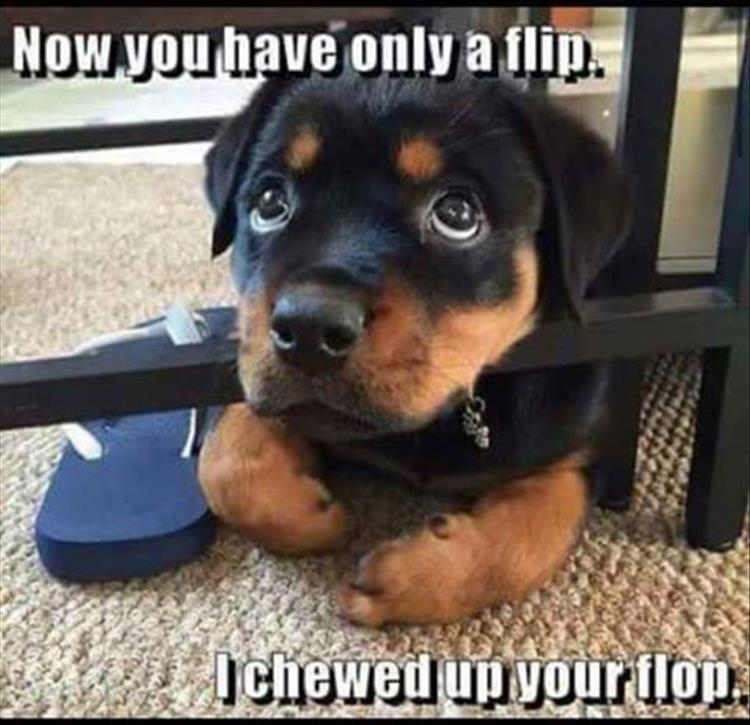 a-dog-chewed-your-flip-flops.jpg