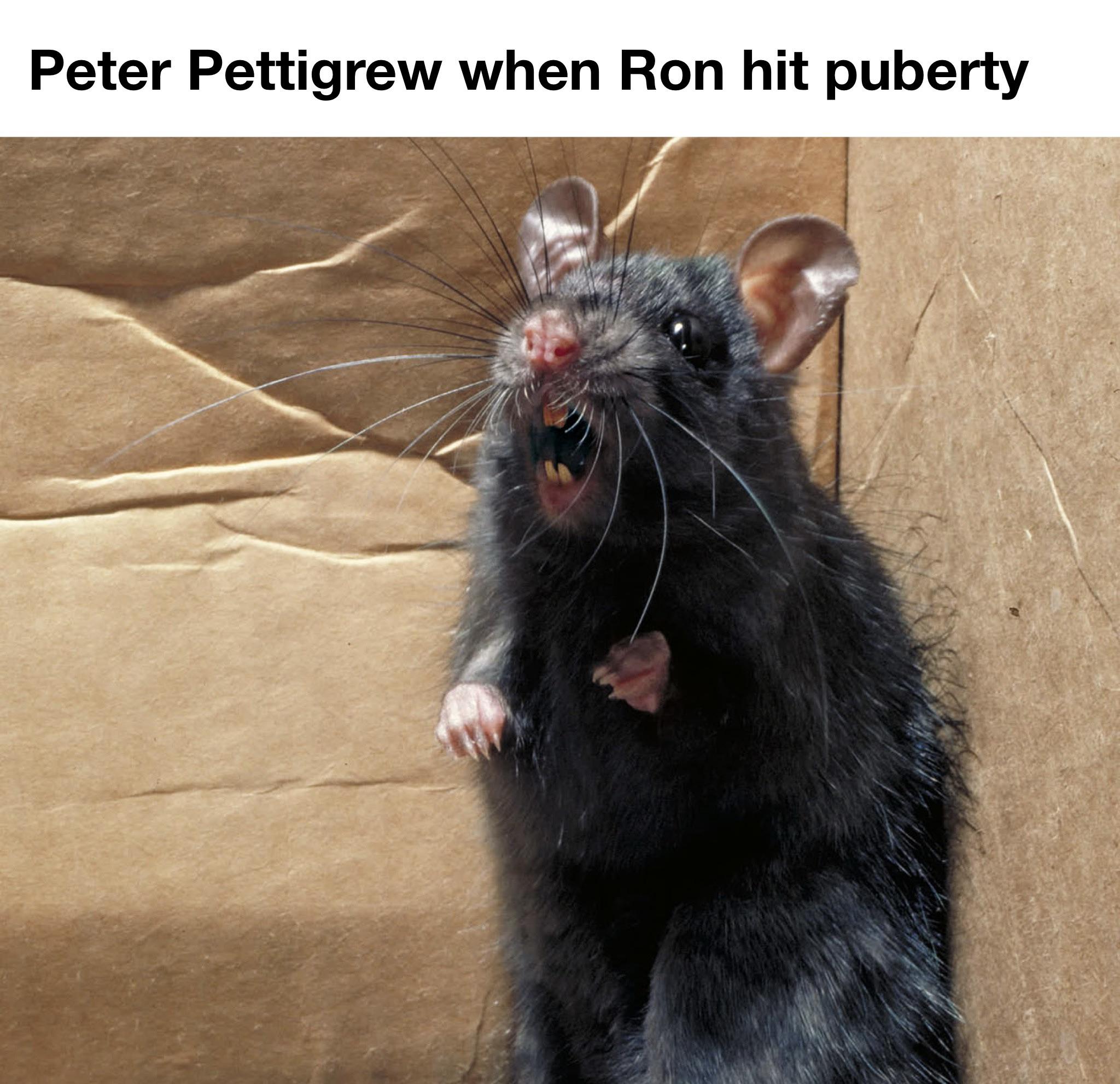 ahv85v88jdve1.jpeg