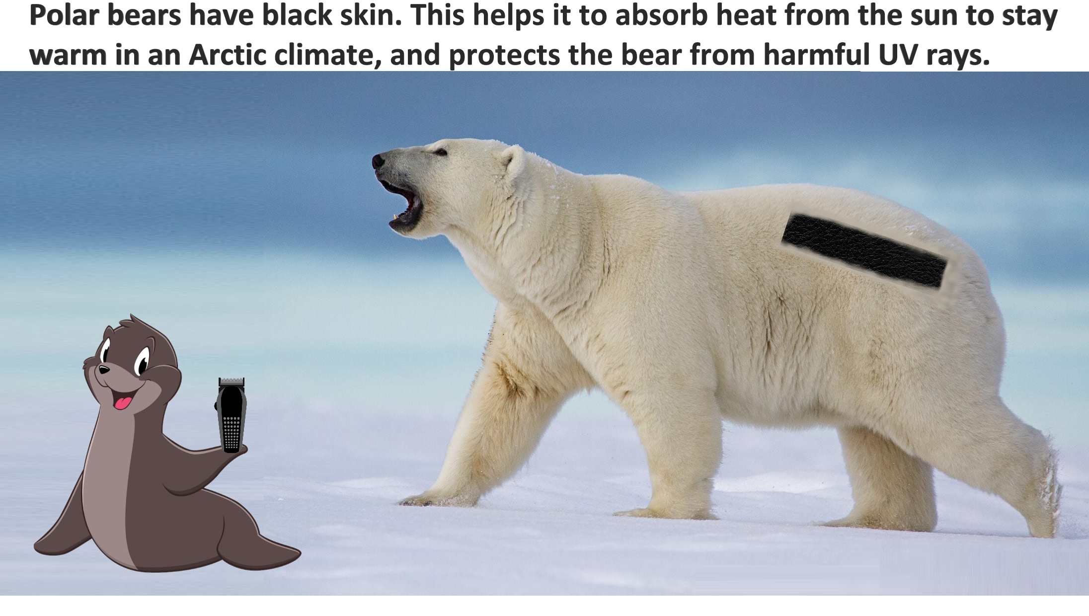 ArmTheSeals.png