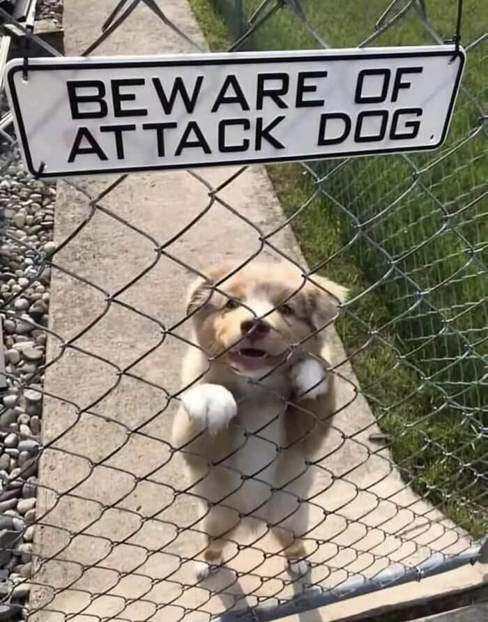 attack dog.jpg