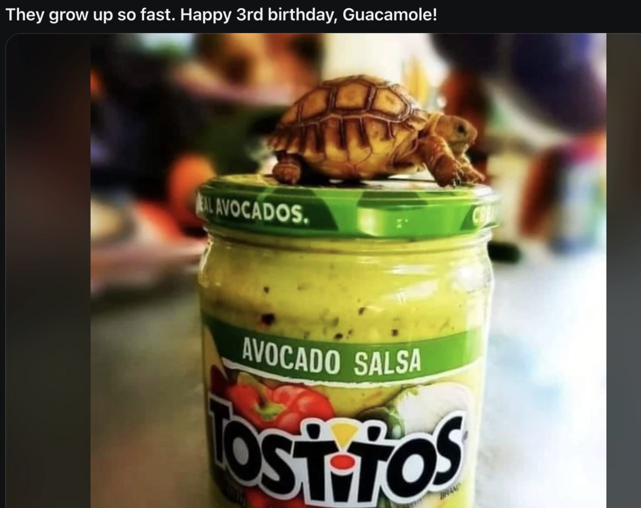 avocado1.jpg