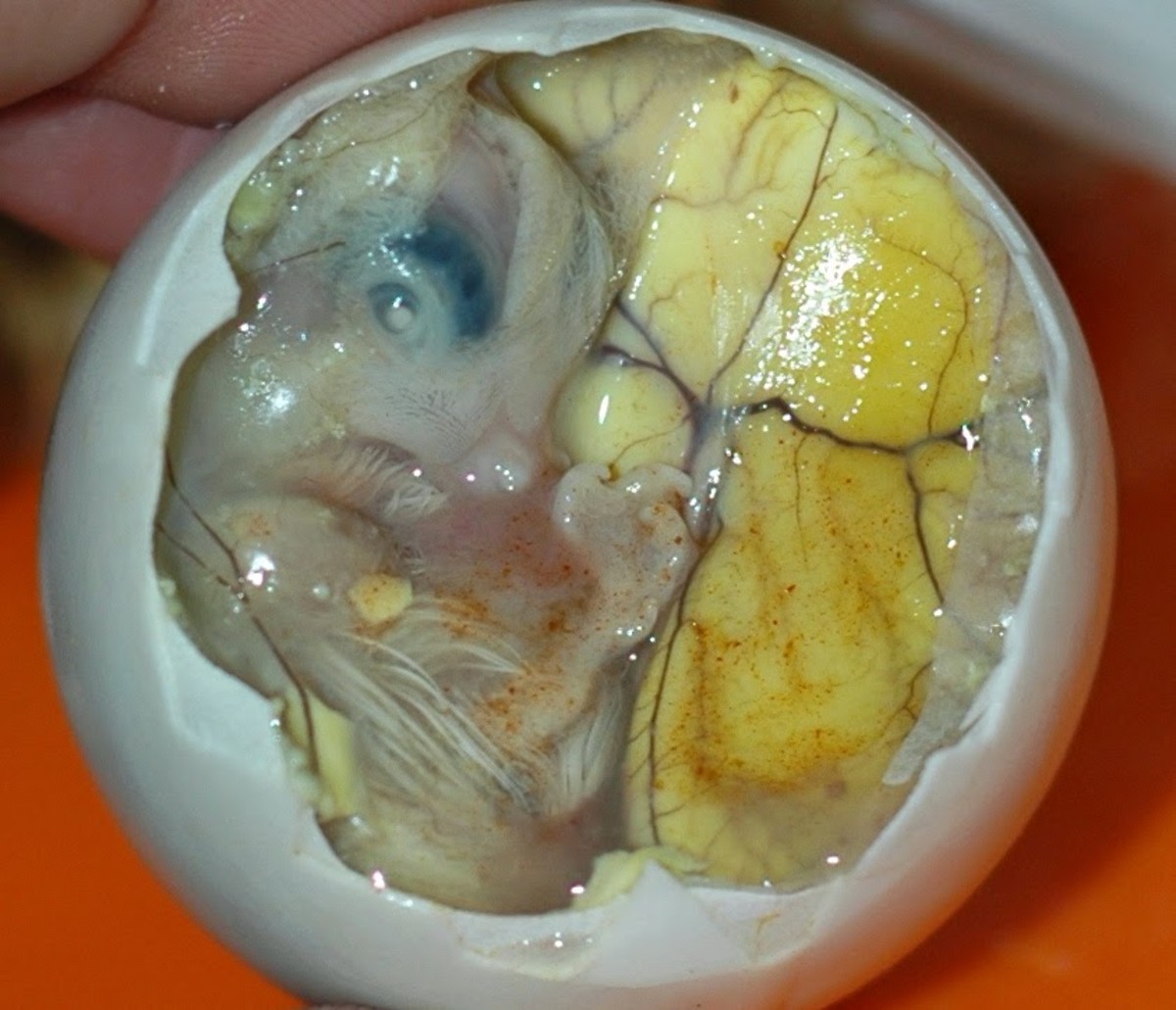 balut_egg.jpeg