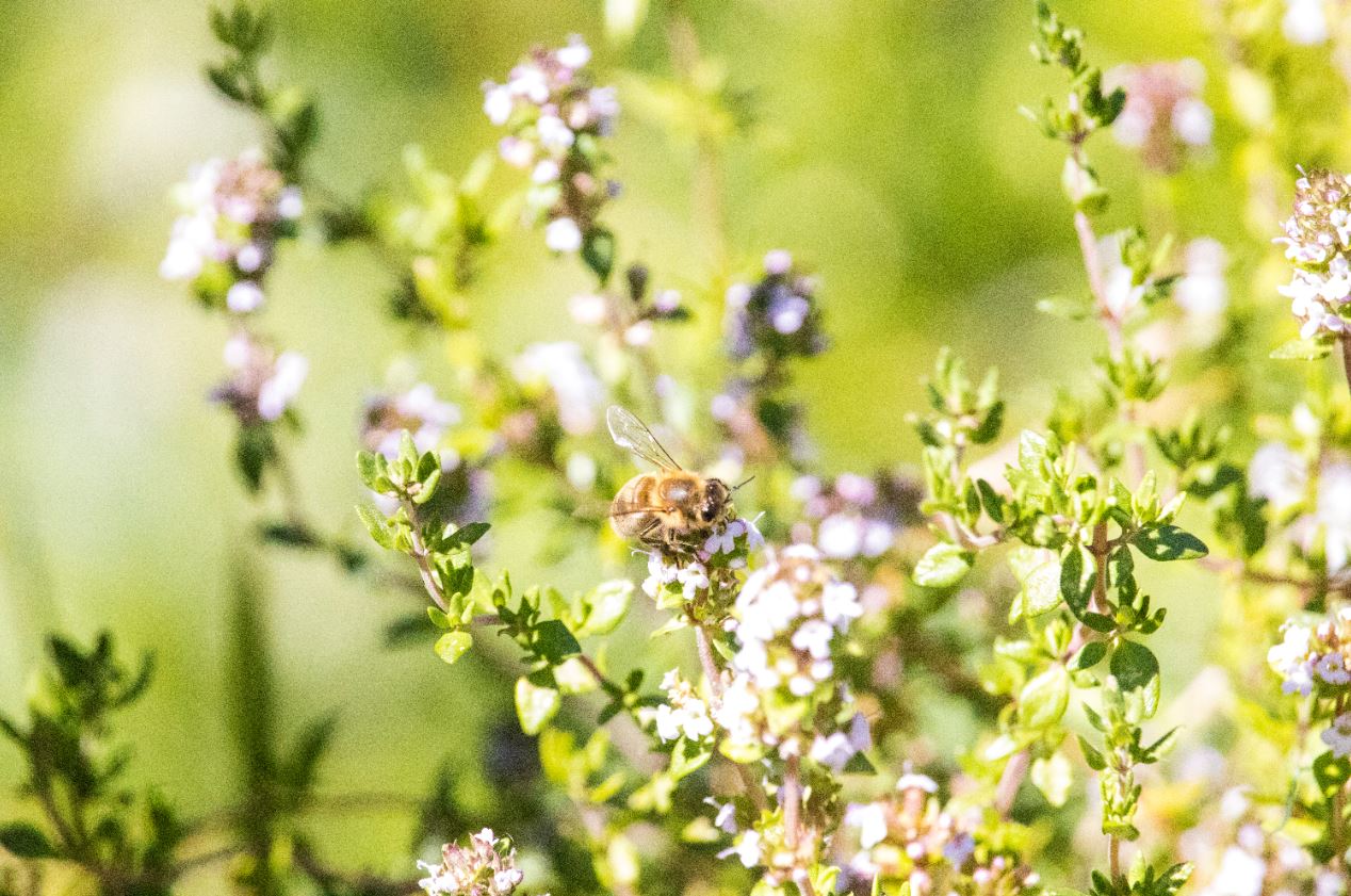 bee.JPG