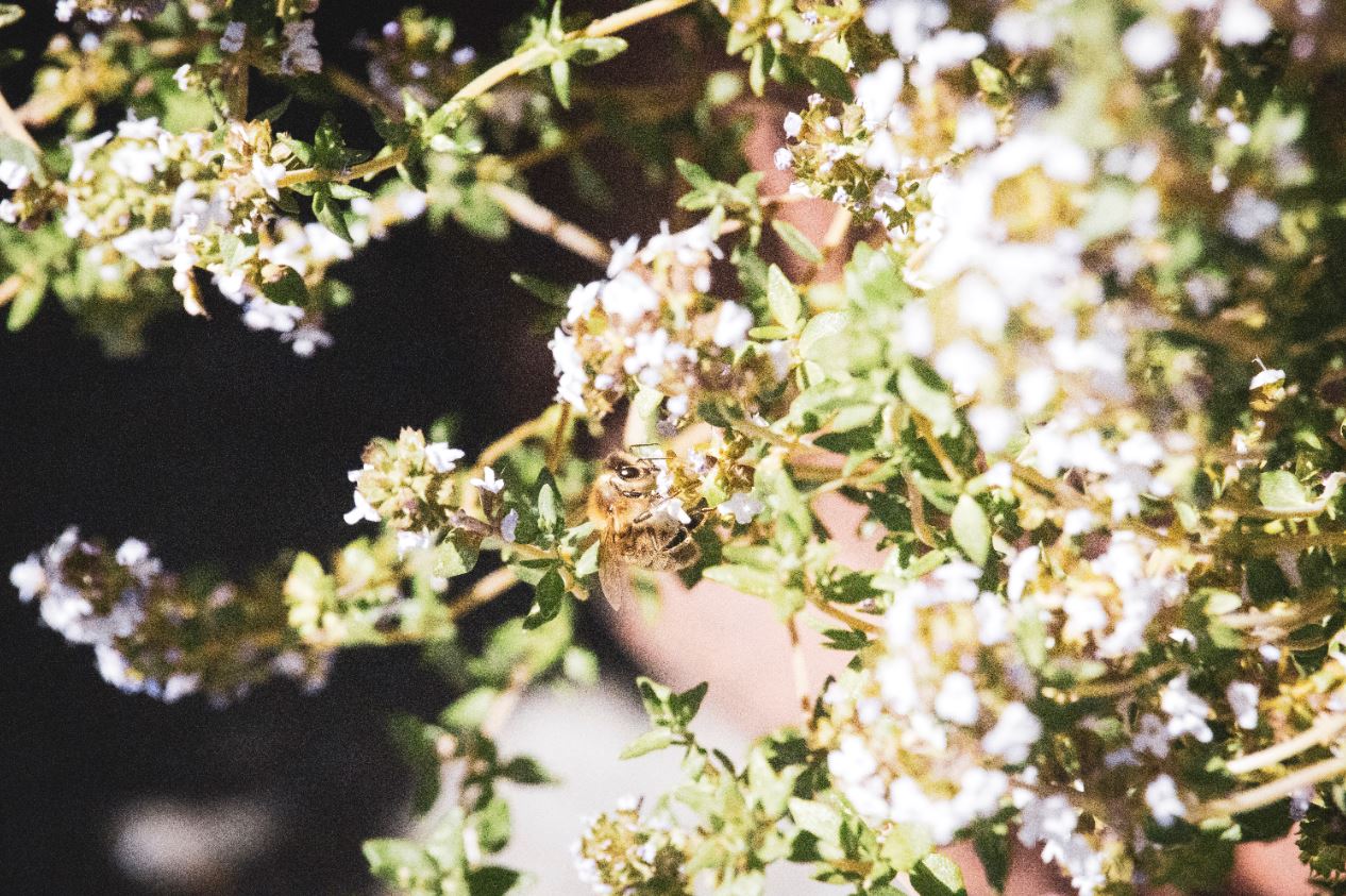 bee2.JPG