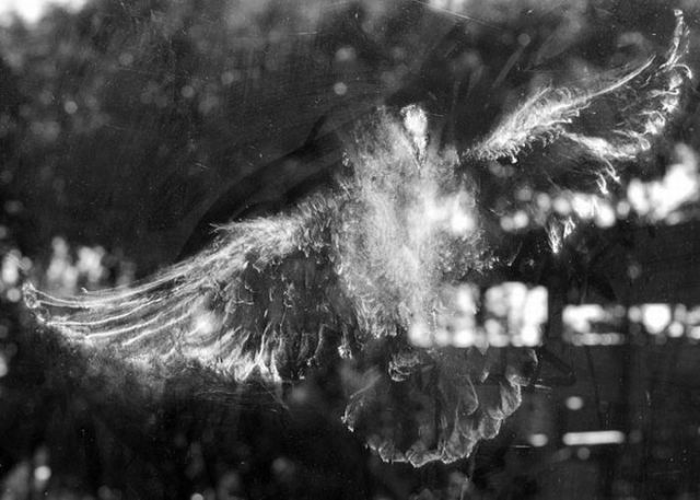 birds_on_glass_640_05.jpg