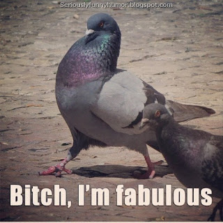 bitch-im-fabulous-pigeon.jpg