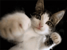 boxing-cat.gif