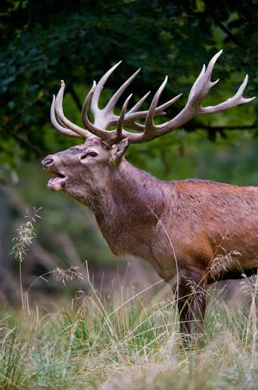 bucks.jpeg