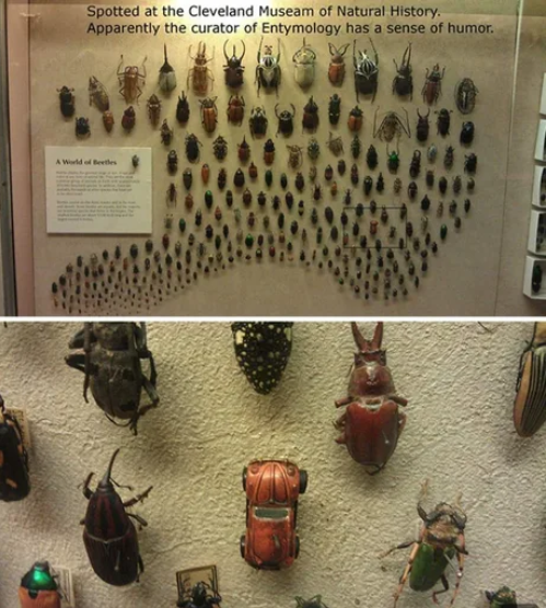 bugs.png
