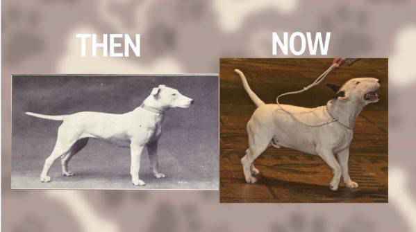 Bull-terrier-Dog-Then-And-Now-4149111268.jpeg