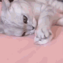 cat-and-mouse-kitty.gif