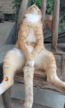 cat-cat-meme.gif
