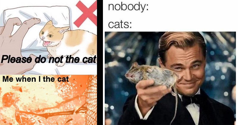 cat-cat-wikihow-illustration-nobody-cats-epreiycoolim-leonardo-dicaprio-holding-out-a-dead-mouse.jpg