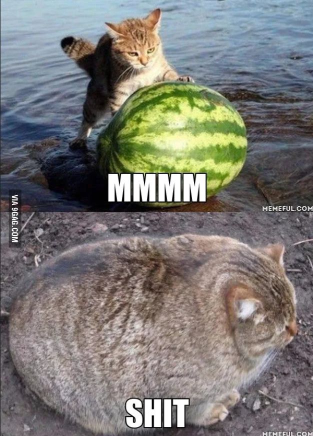 cat.jpg