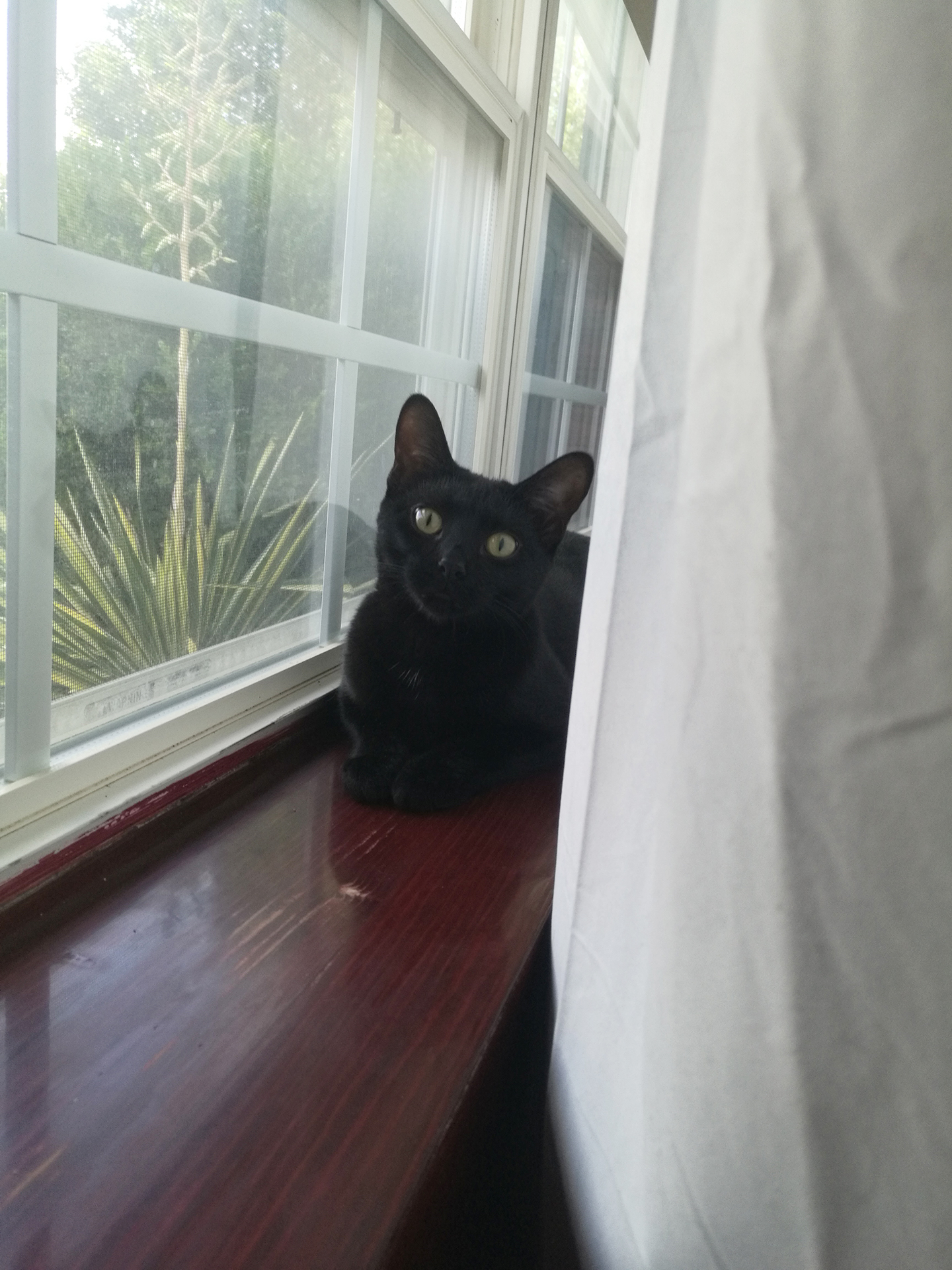 cat.jpg