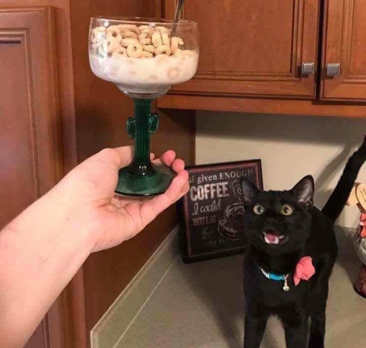 cat.jpg